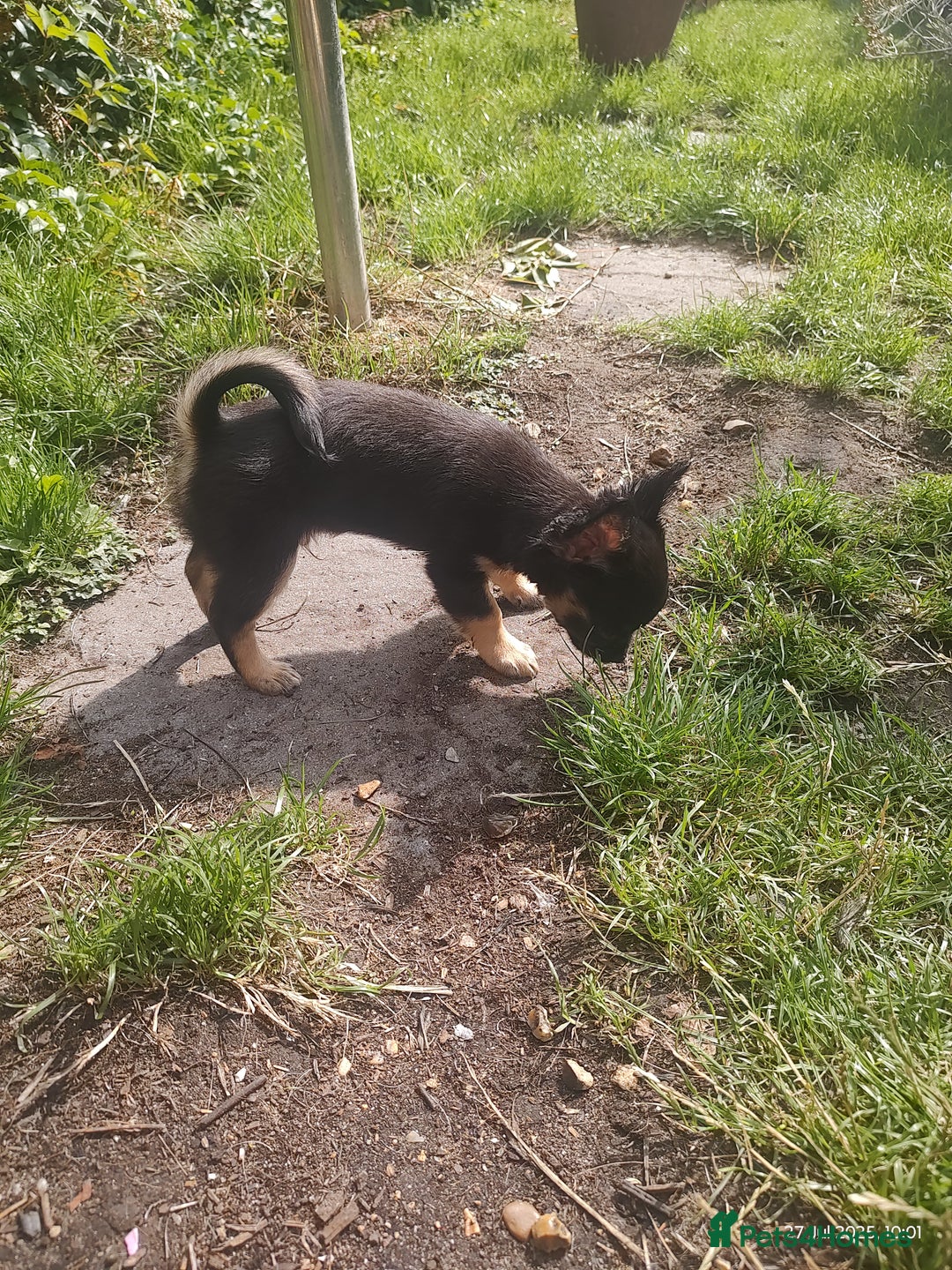 Chihuahua dogs for sale: Adorable Loving hand reared ready now Chihuahuas - Image 9