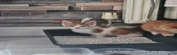 Mixed Breed cats for sale: Adorable 6 kittens Looking for Their Loving Homes! - Advert 11