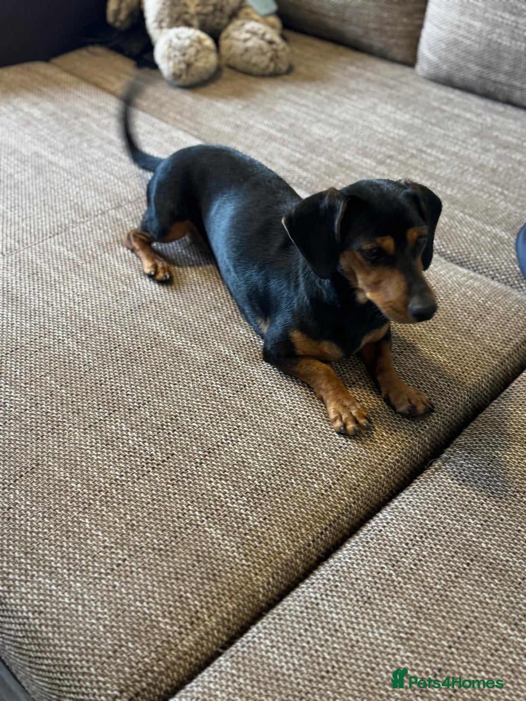 Mixed Breed dogs for adoption: Beautiful Mira needs a home - Advert 12