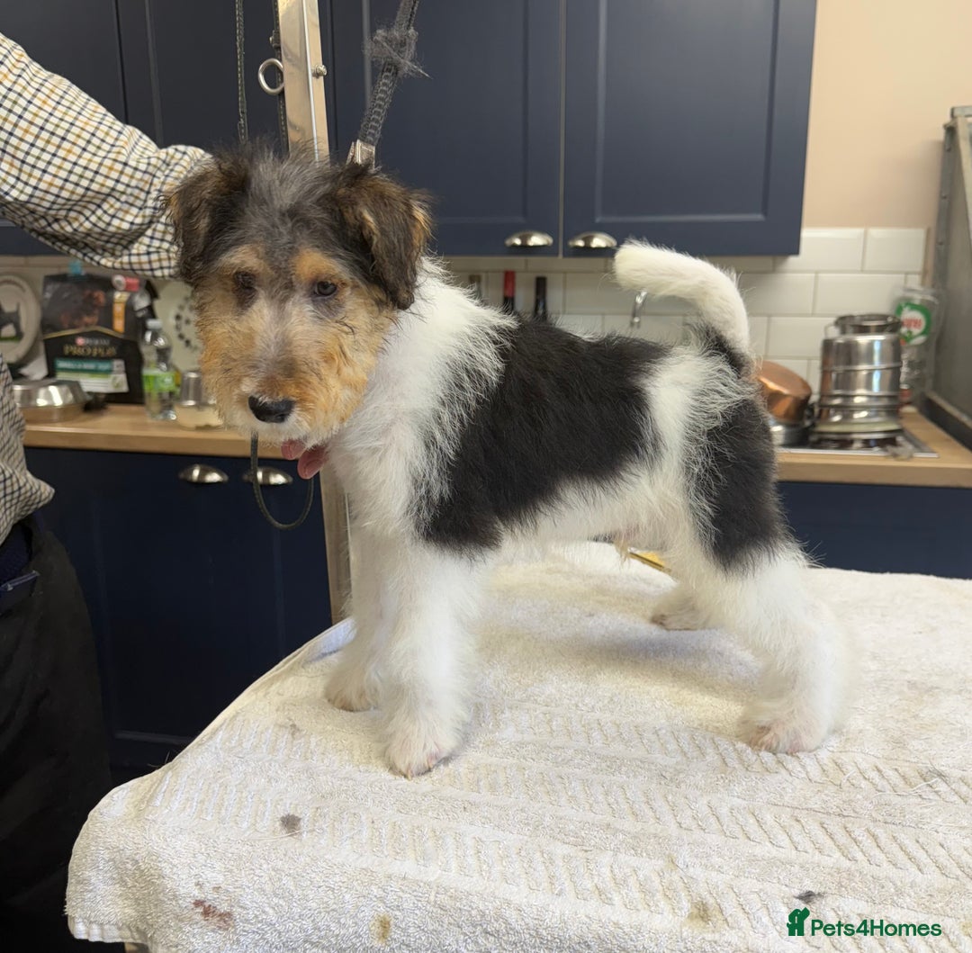 Fox Terrier dogs for sale: Wire Fox Terrier Puppies - Image 11