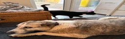 Mixed Breed dogs for adoption: Peach - Taverham Norfolk  in Norwich - Advert 4