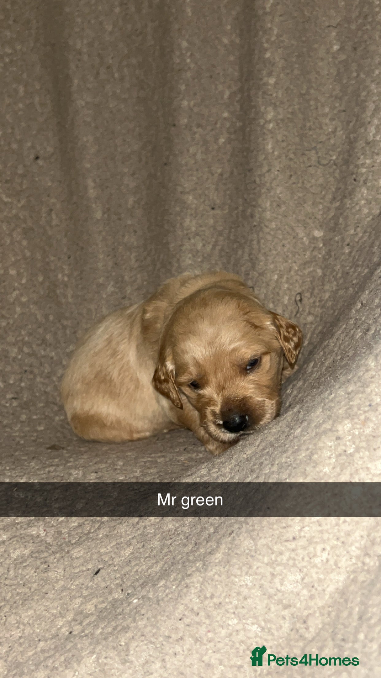 Goldendoodle dogs F1 golden doodle 6 left viewings from 5th onwards - Advert 3