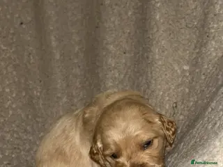 Goldendoodle dogs F1 golden doodle 6 left viewings from 5th onwards - Advert 3