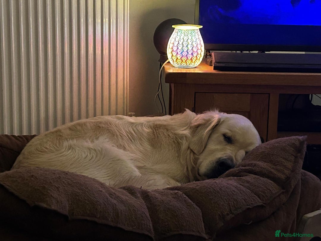 Golden Retriever dogs for stud: Dog available for stud - Advert 2