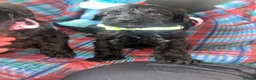 Schnoodle dogs for sale: F1 shnoodles  - Advert 10