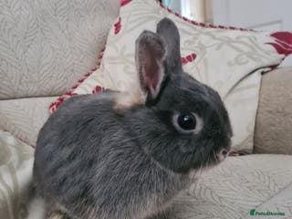 Netherland Dwarf rabbits Silver Netherland Dwarf in search of a loving home - Advert 10