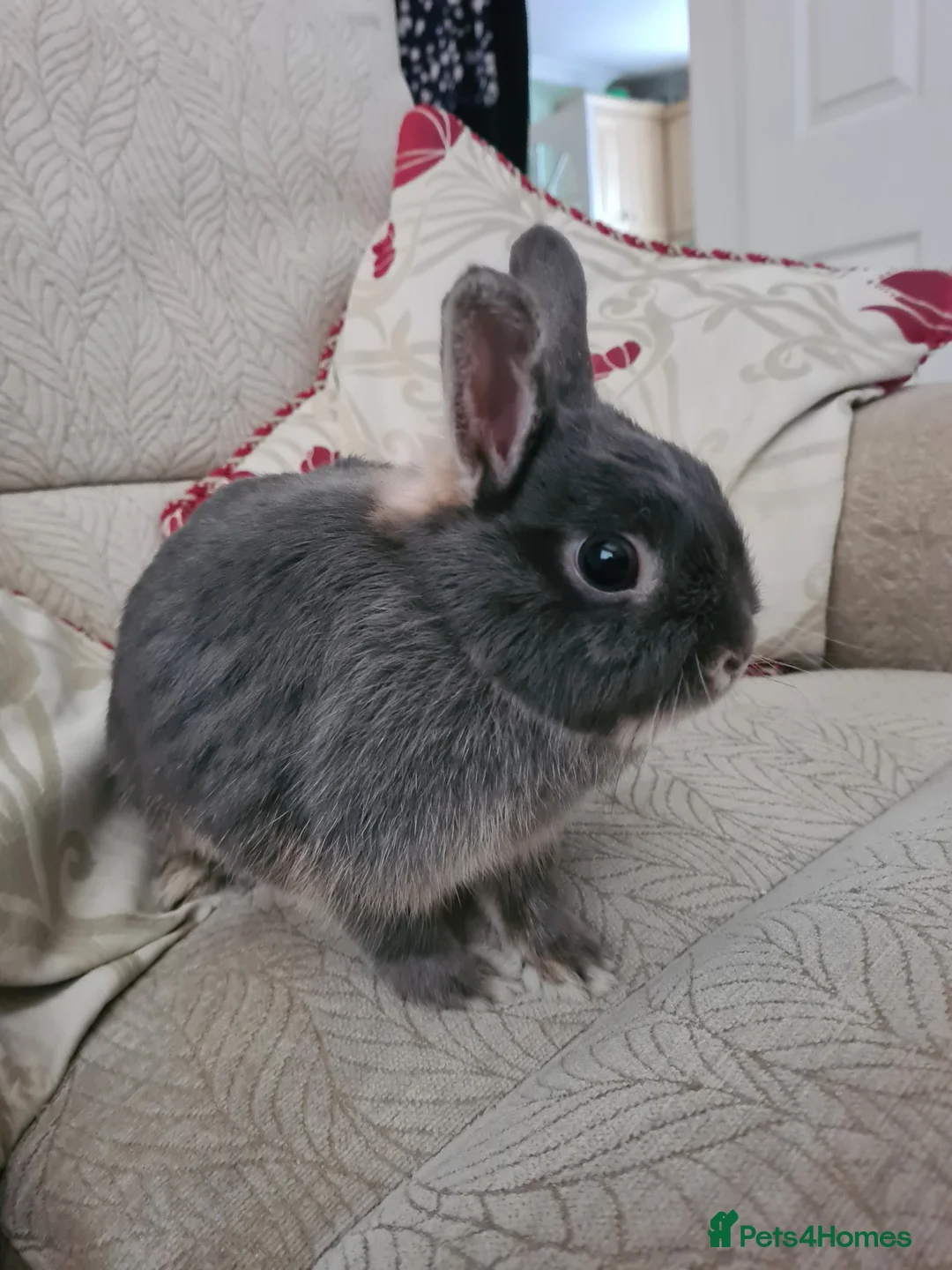Netherland Dwarf rabbits for sale: Silver Netherland Dwarf in search of a loving home - Advert 1