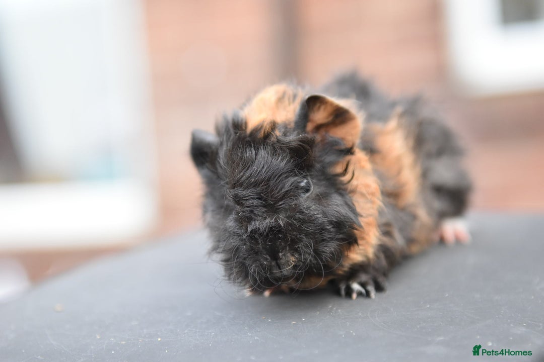 Guinea Pig rodents for sale: Baby Guinea Pigs Looking For New Home (All Males) - Advert 15