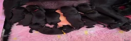 Labrador Retriever dogs for sale: READY TO LEAVE! 1 Black bitch 1 yellow dog left - Advert 16
