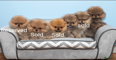 Pomeranian dogs - Advert 3