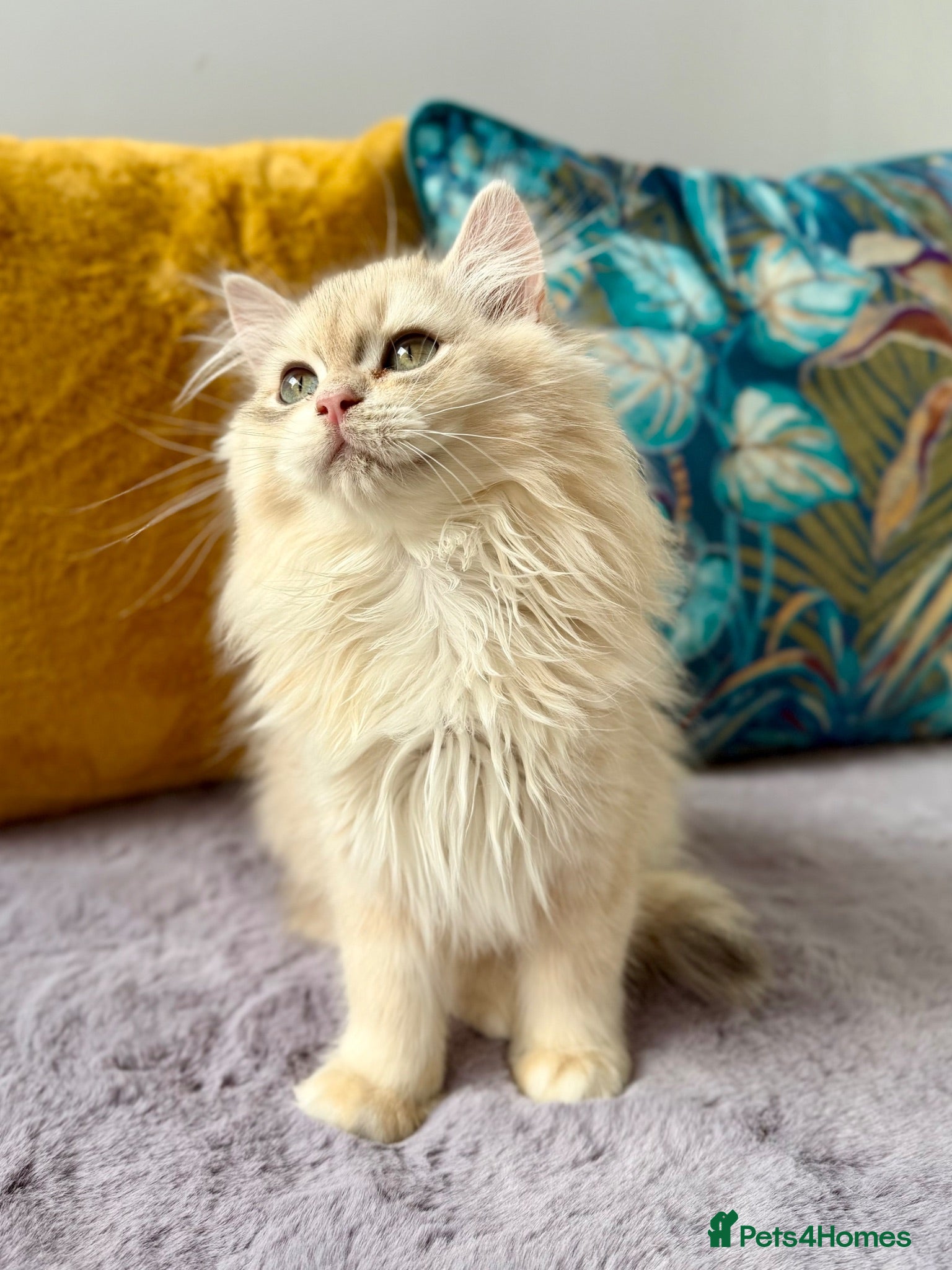 British Longhair cats Champion lines Golden British Longhairs - Advert 2