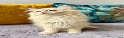 British Longhair cats for sale: Champion lines Golden British Longhairs - Advert 7