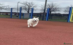 White Swiss Shepherd dogs for sale: 12 month White Swiss Shepherd  - Image 2
