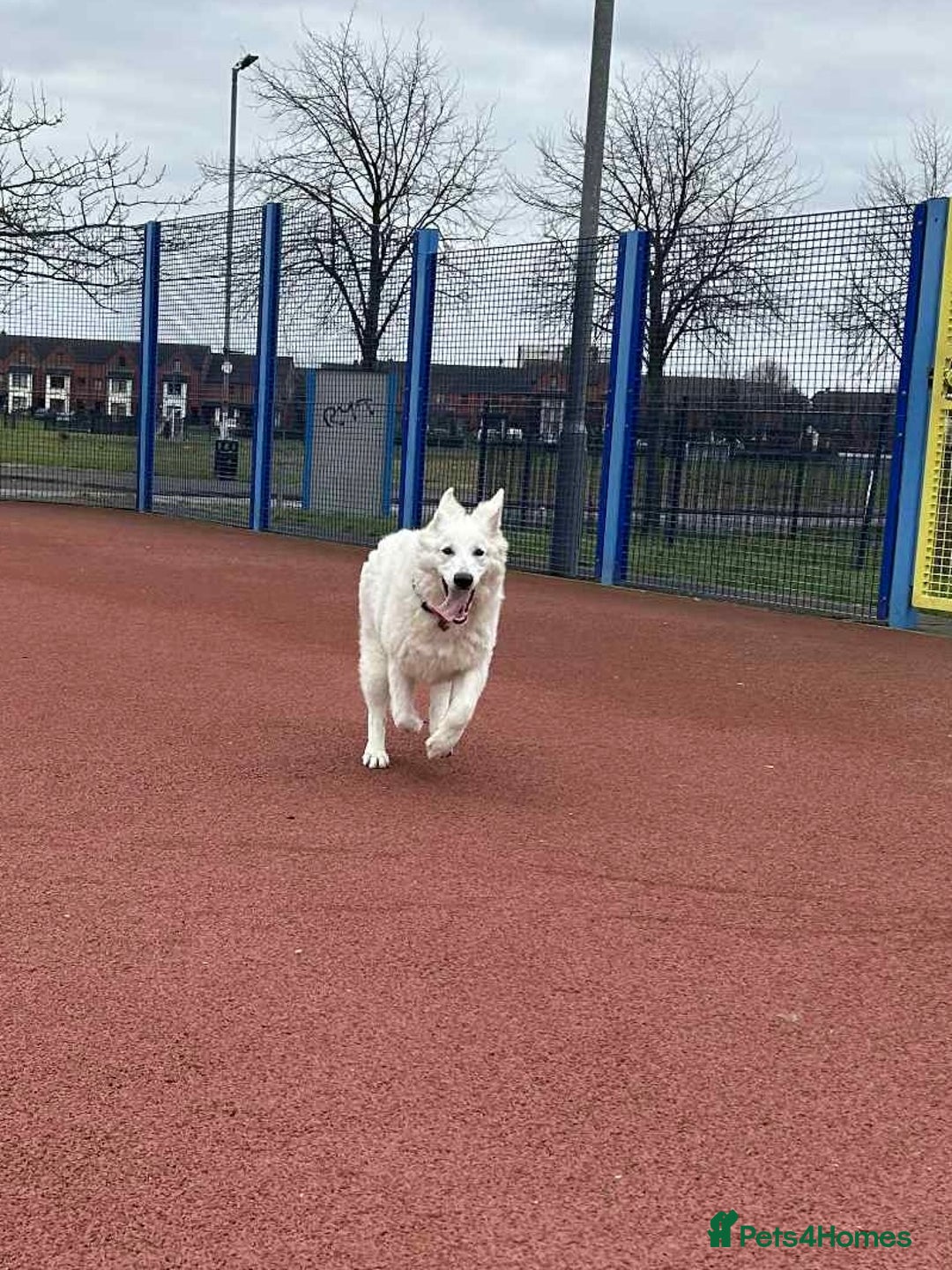 White Swiss Shepherd dogs for sale: 12 month White Swiss Shepherd  - Image 2