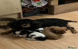 Cavalier King Charles Spaniel dogs for sale: 3 delightful Cavalier King Charles Spaniel Pups - Image 5