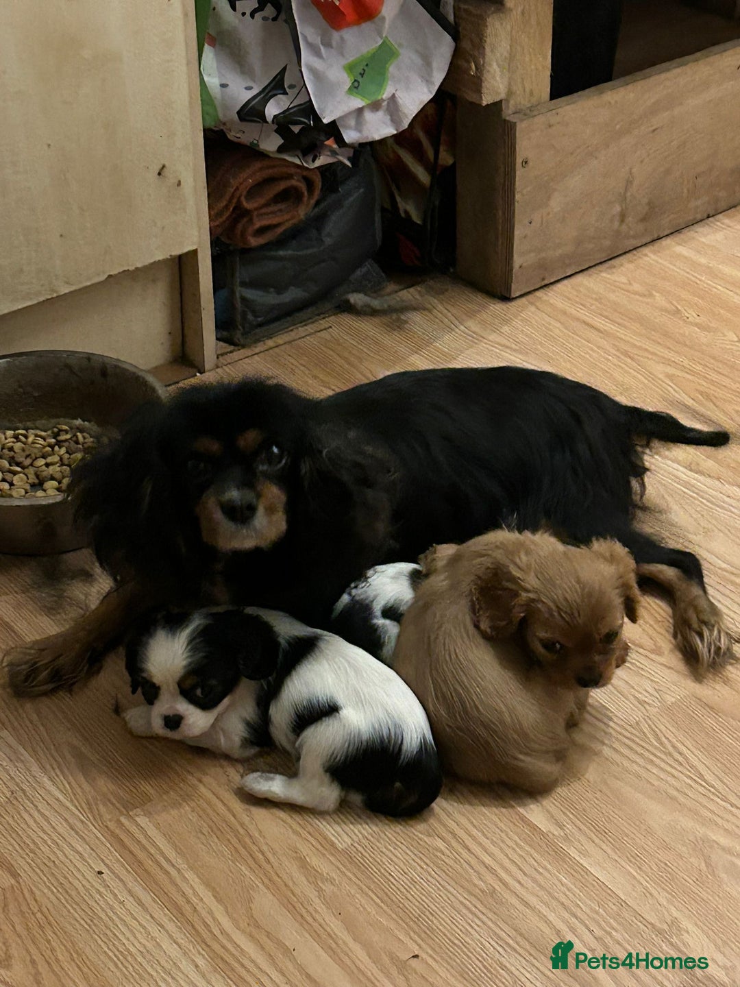 Cavalier King Charles Spaniel dogs for sale: 3 delightful Cavalier King Charles Spaniel Pups - Image 5