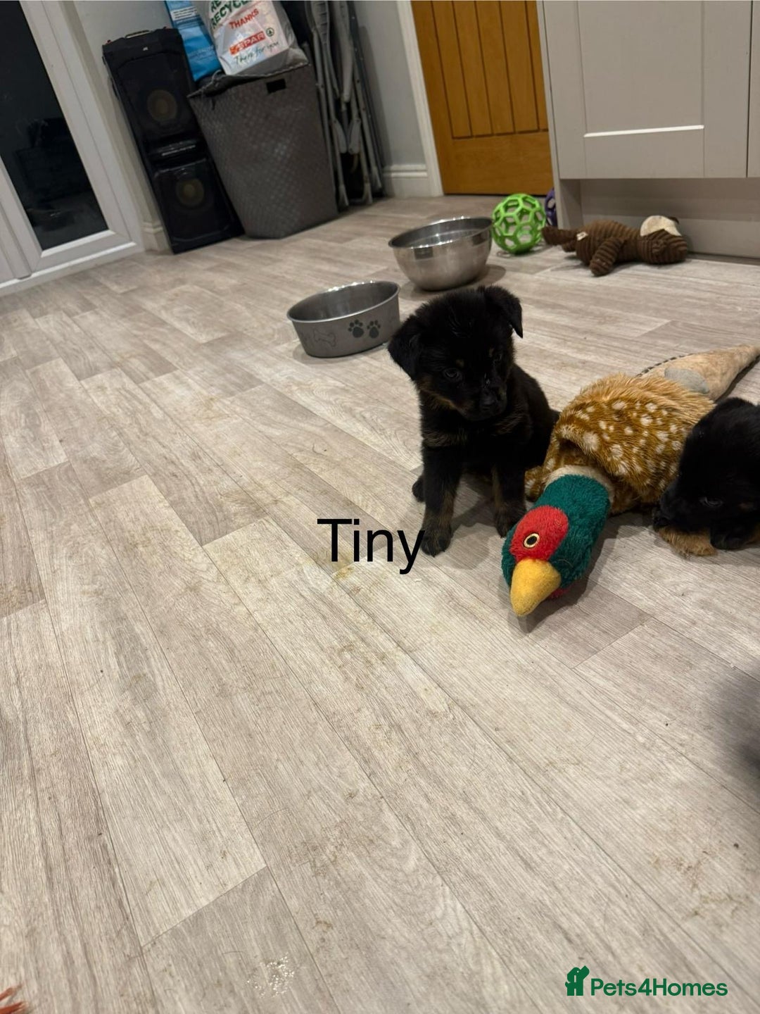 Mixed Breed dogs for sale: German shepherd x Rottweiler dogs for sale  - Advert 7