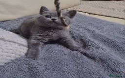 Scottish Fold cats for sale: Last beautiful kitten reduced  - Image 9