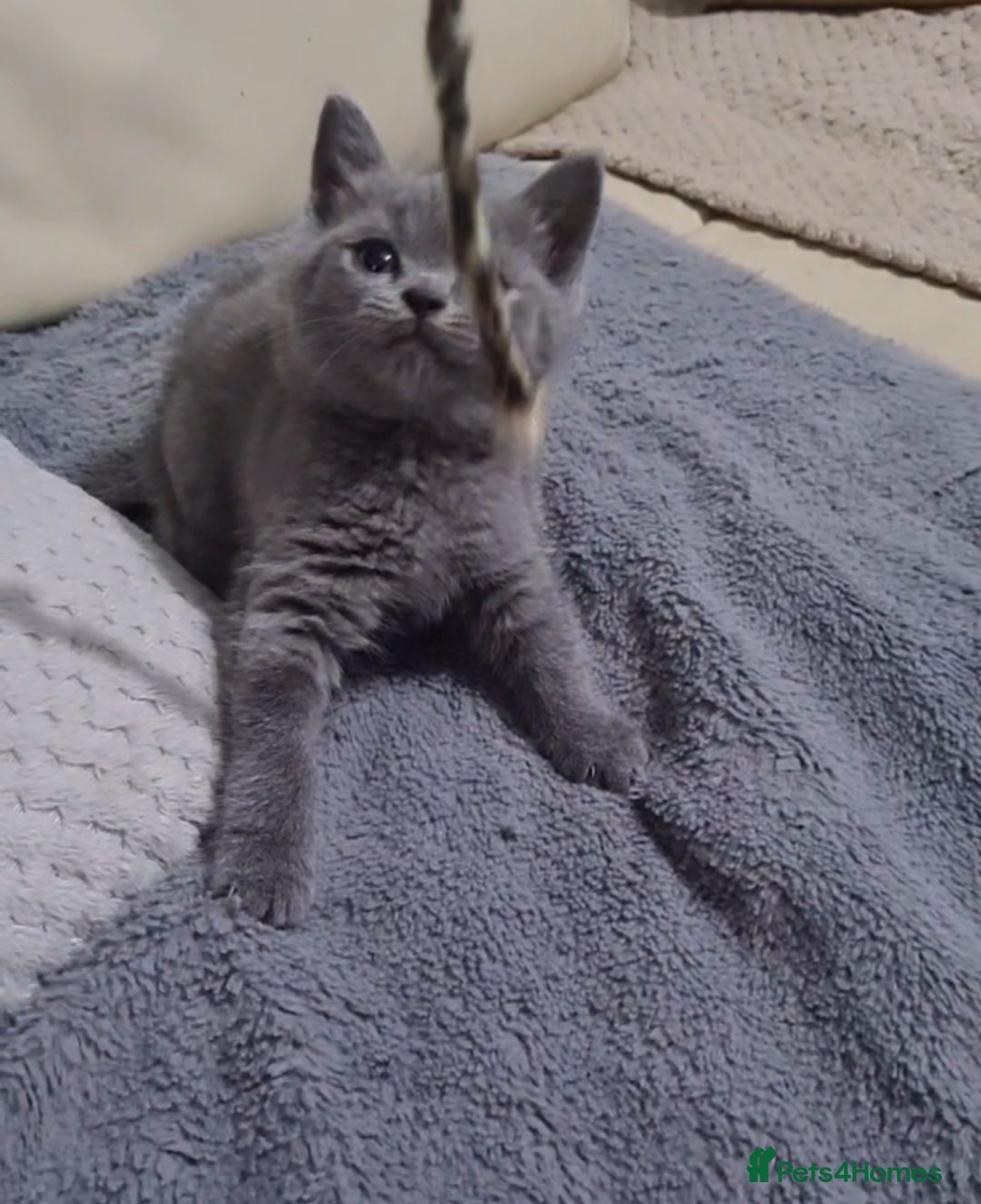 Scottish Fold cats for sale: Last beautiful kitten reduced  - Image 9