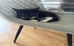 Mixed Breed cats for sale: 1 male kitten - Image 8