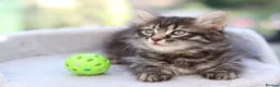 Mixed Breed cats for sale: Tabby Kittens Ready SOON - Advert 8