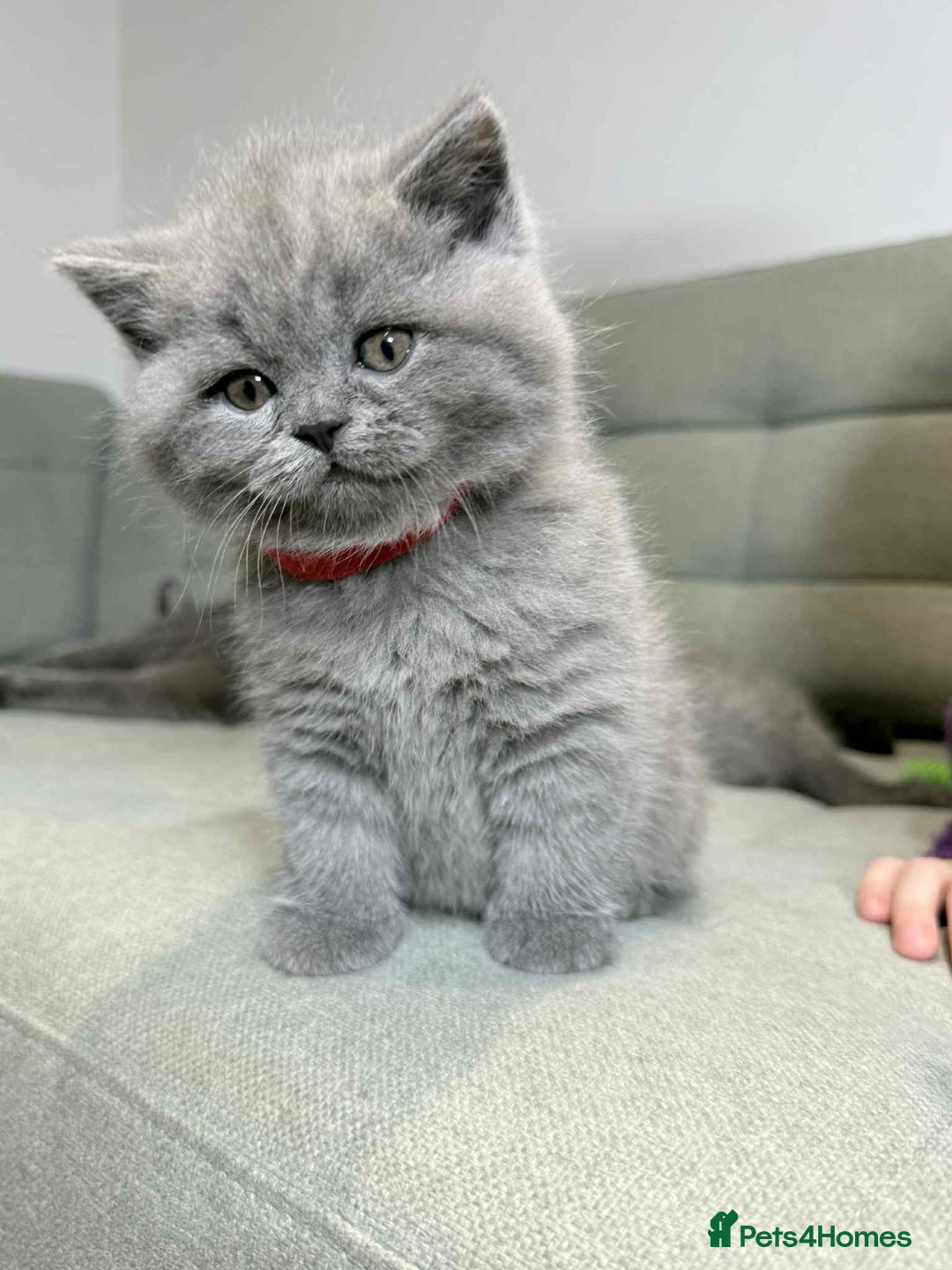 British Shorthair cats for sale: Chunky British Shorthair Blue Kittens 🐱💙 - Image 29