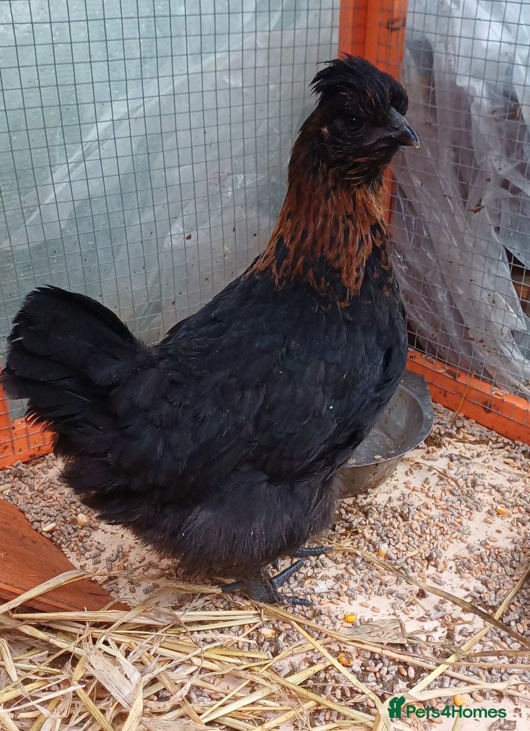 Chickens poultry for sale: Trio of naked neck silkie cross bufford brown - Advert 5