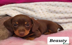 Miniature Dachshund dogs for sale: QUALITY MINIATURE DACHSHUND SMOOTH PUPS - Image 12
