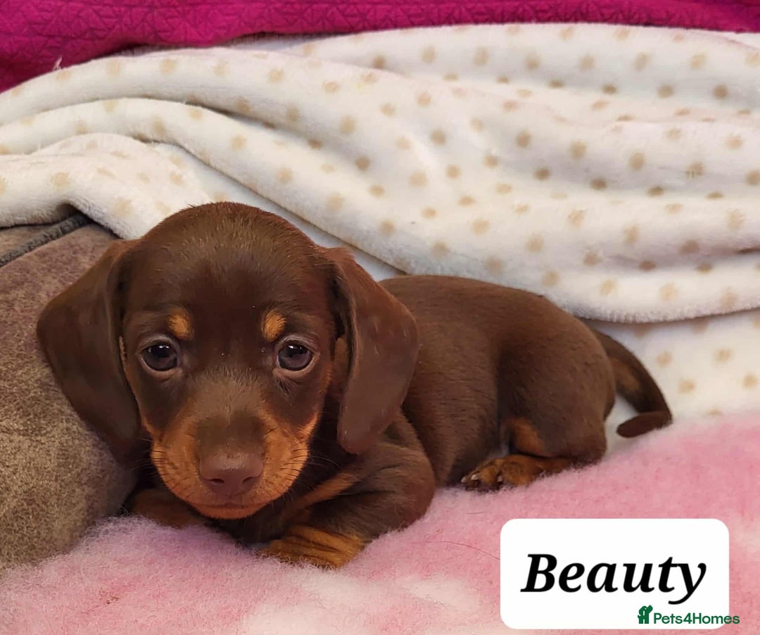 Miniature Dachshund dogs for sale: QUALITY MINIATURE DACHSHUND SMOOTH PUPS - Image 12