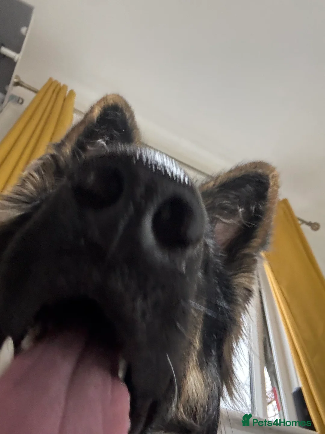 German Shepherd dogs for adoption: German Shepard (loving, kind, gentle) - Advert 6