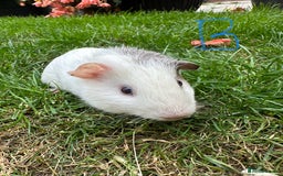 Guinea Pig rodents for sale: Female and male guinea pigs  - Image 8