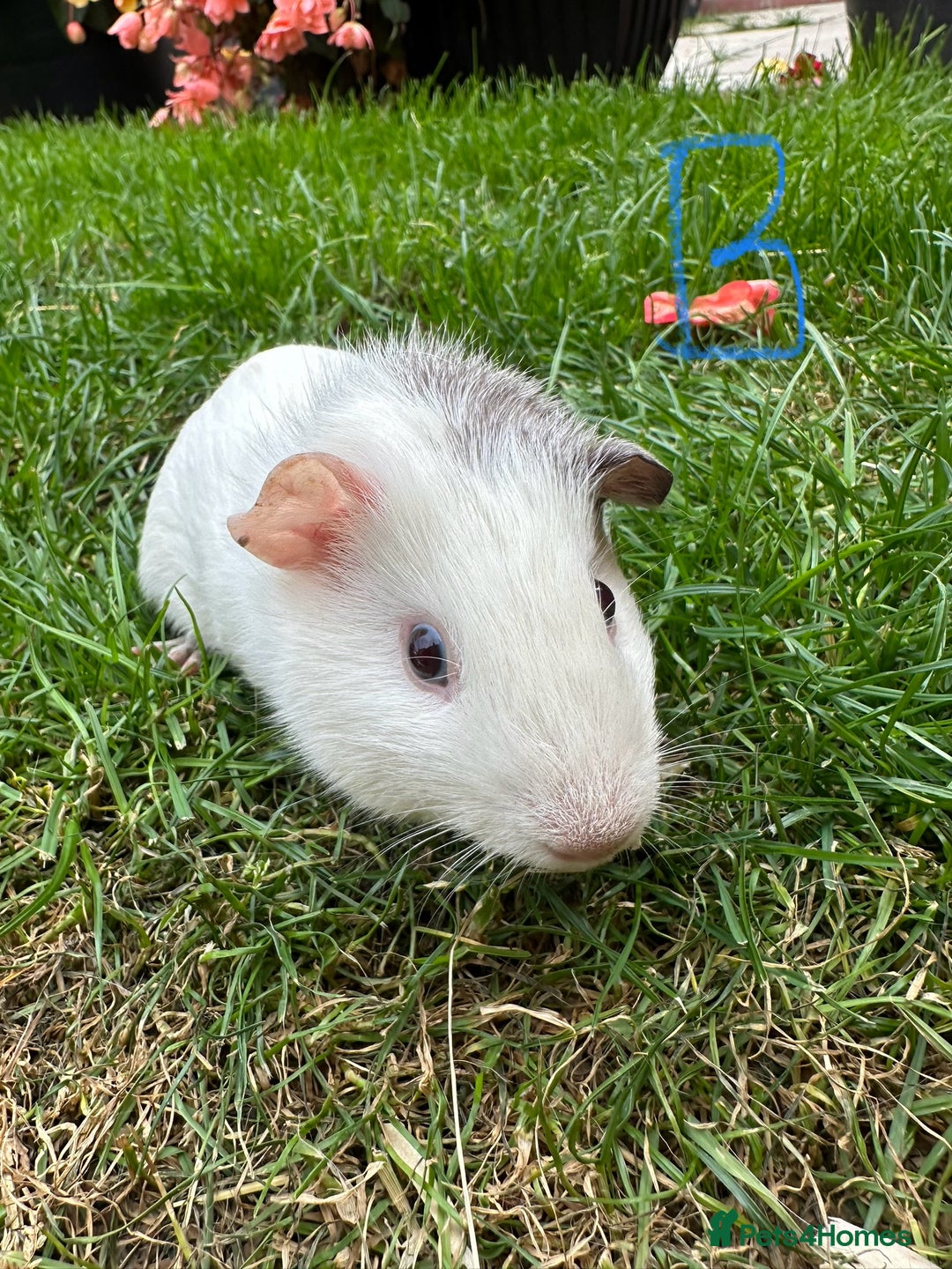 Guinea Pig rodents for sale: Female and male guinea pigs  - Image 8