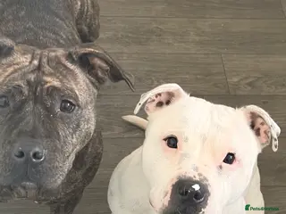 Staffordshire Bull Terrier dogs Male and female staff desperately need loving home - Advert 1