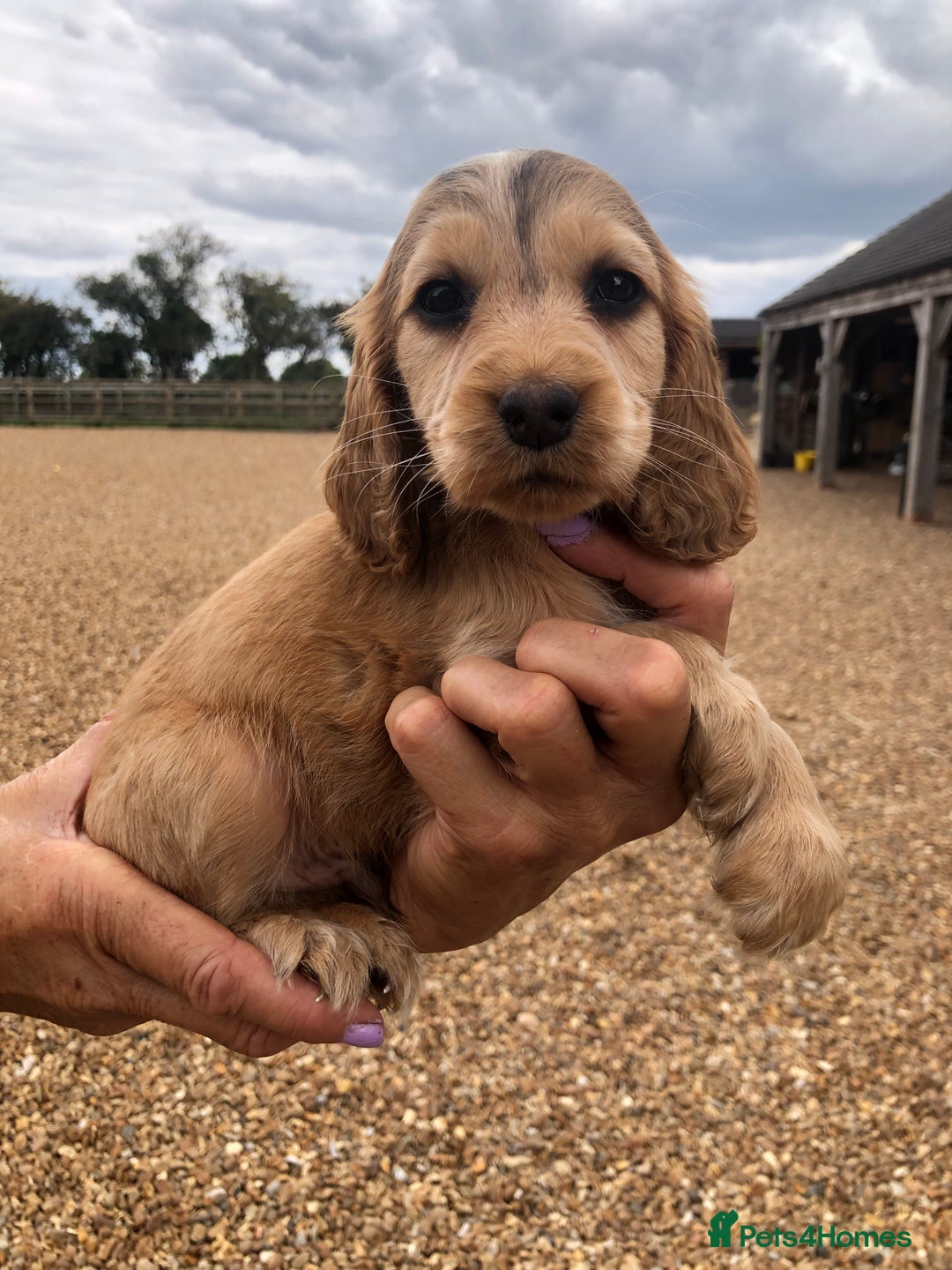 Cocker Spaniel dogs for sale: 3 BOYS 1 GIRL REMAINING  💙💙💙🩷 - Image 6
