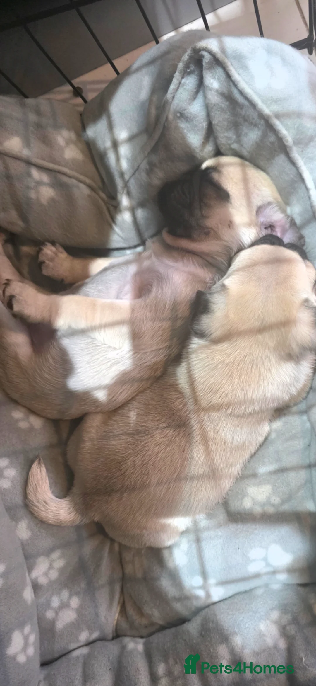 Pug dogs for sale: 2 beautiful male pugs  - Advert 5