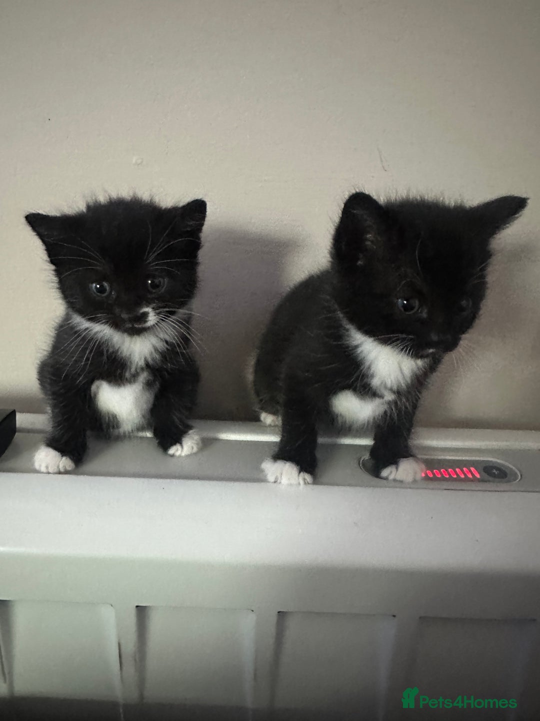 Mixed Breed cats for sale: 2 Black with a little bit of white cats (sisters) - Advert 3