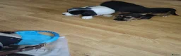 Mixed Breed dogs for sale: Terrier puppies - Advert 4