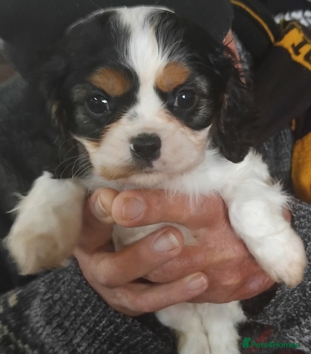 Cavalier King Charles Spaniel dogs for sale: Purebred Cavalier King Charles Spaniels Puppies - Image 2