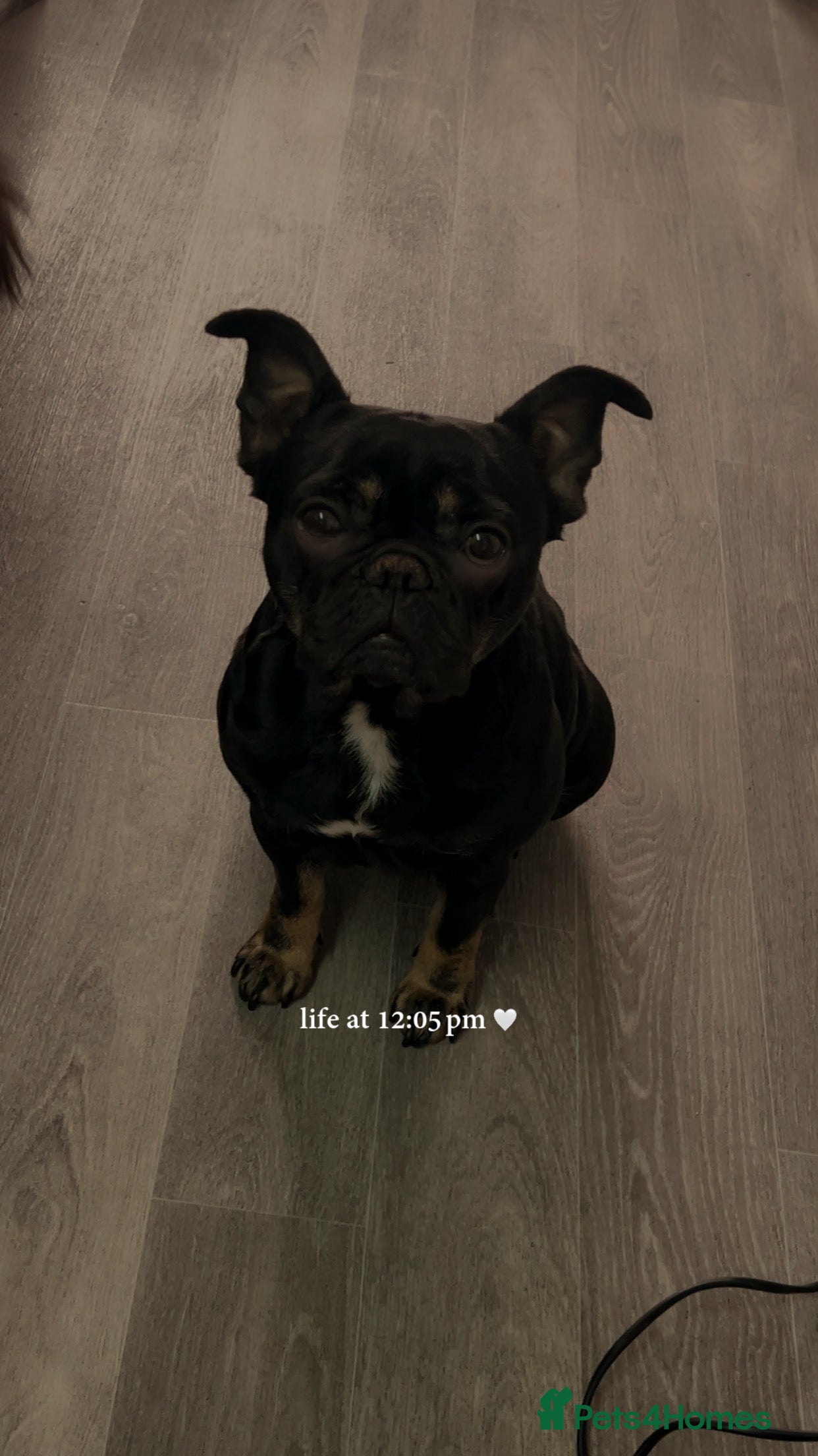 Sheba