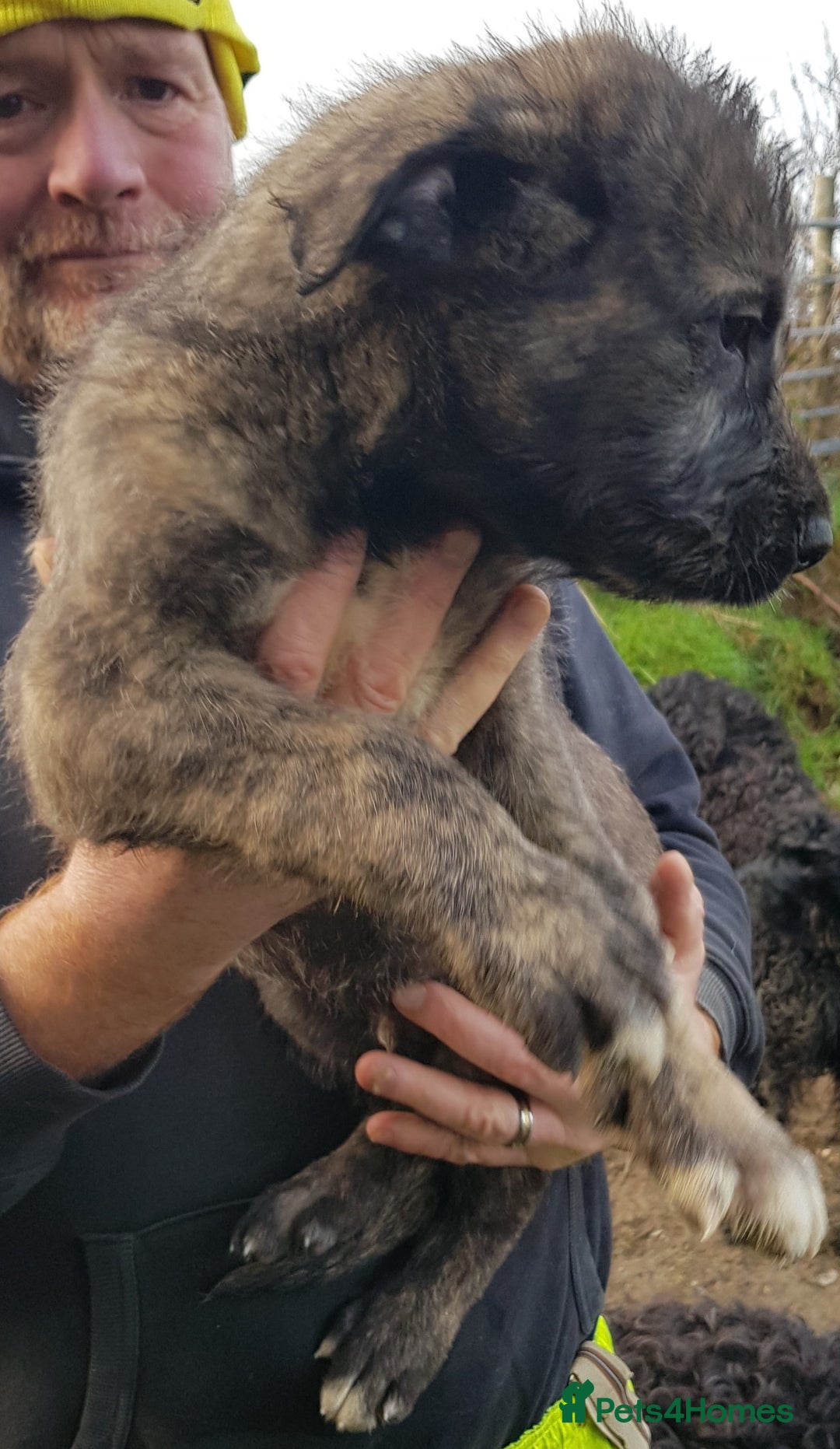 Irish Wolfhound dogs for sale: Irish Wolfhound Pups - Advert 8