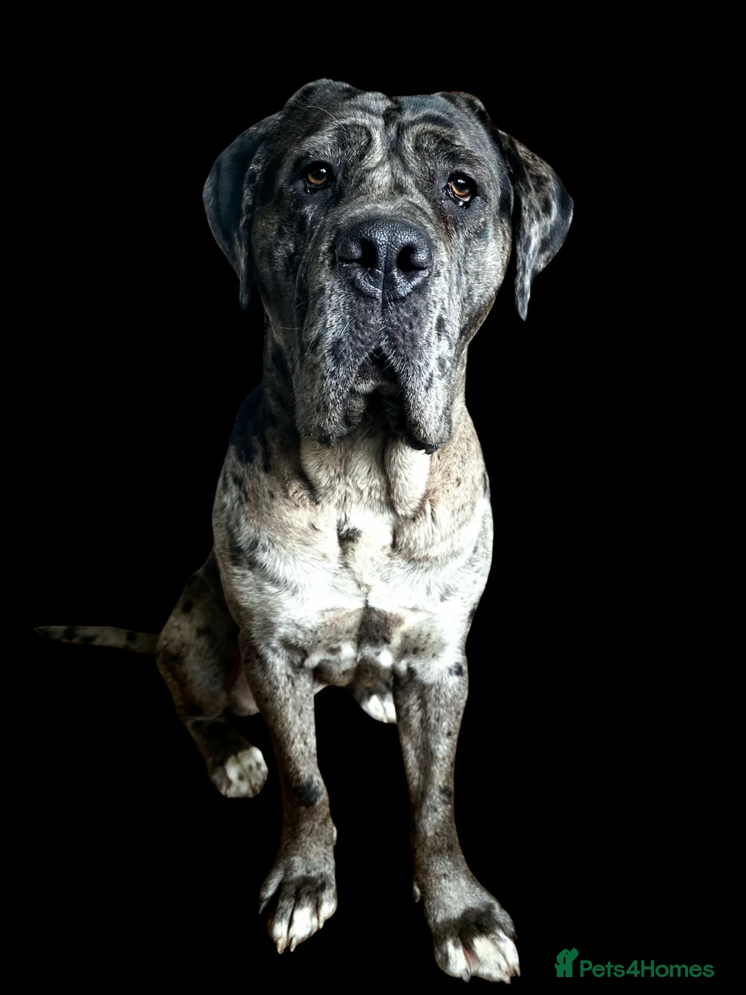 Cane Corso dogs for adoption: Cleo cane corso cross  - Advert 1