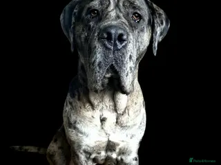 Cane Corso dogs Cleo cane corso cross - Advert 3