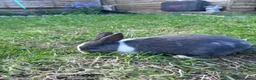 Netherland Dwarf rabbits for sale: Adorable Baby Netherland Dwarf Rabbits - Advert 6