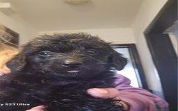 Doxiepoo dogs for sale: Doxipoos puppies mega curly and suited  - Image 12