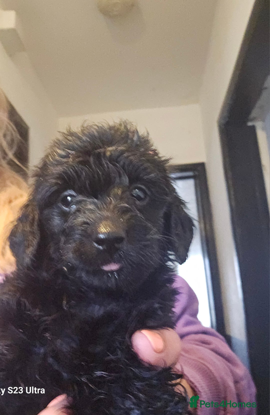 Doxiepoo dogs for sale: Doxipoos puppies mega curly and suited  - Image 12