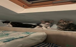 Mixed Breed cats for sale: Kittens for sale  - Image 8
