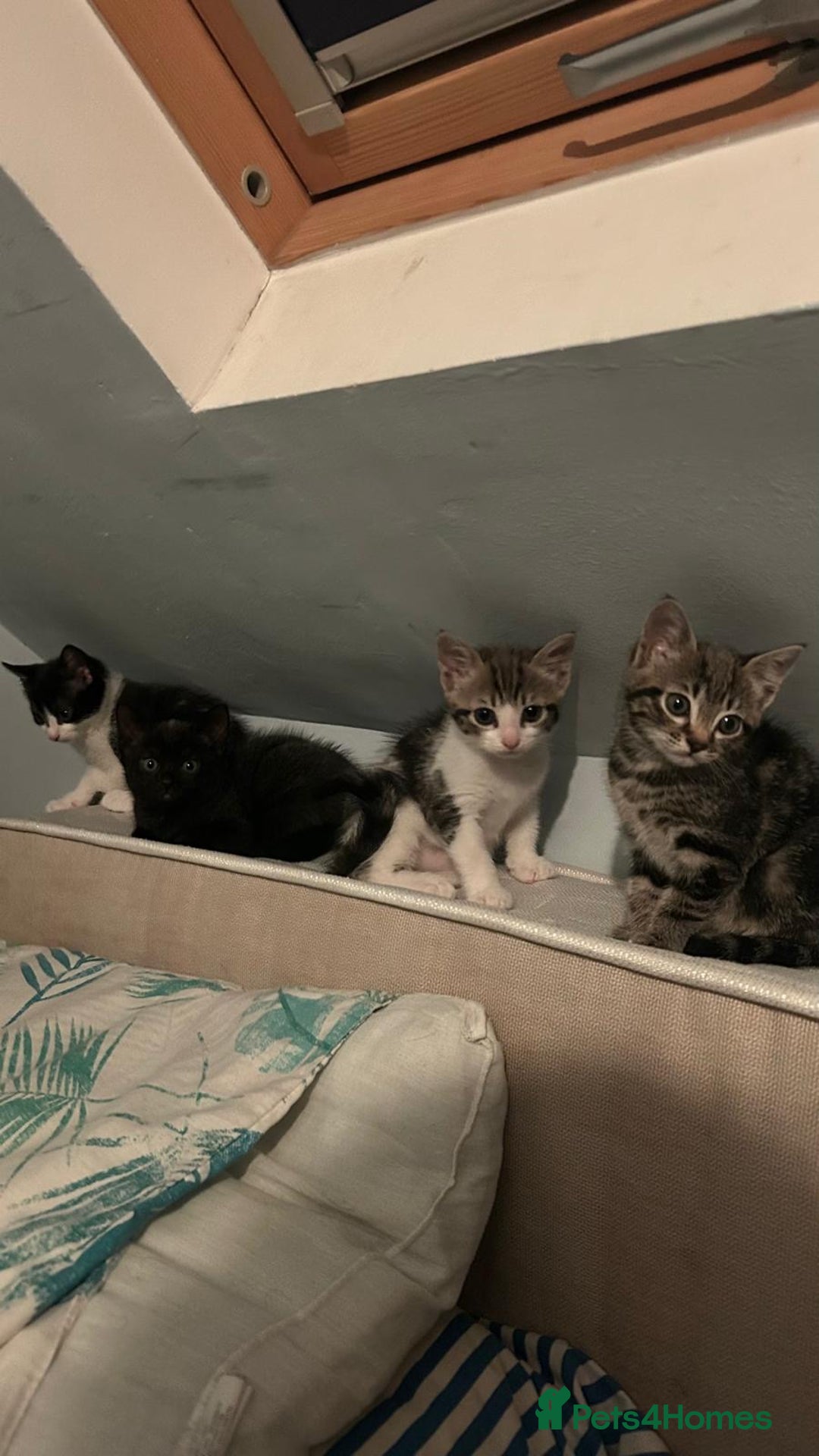 Mixed Breed cats for sale: Kittens for sale  - Image 8