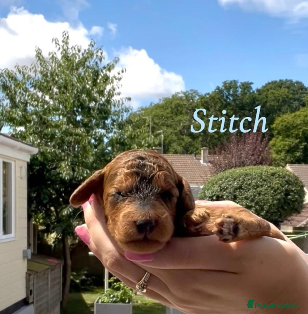 Cockapoo dogs for sale: Gorgeous F2B Cockapoos - Image 9