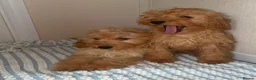 Cockapoo dogs for sale: Pra clear toy cockapoos puppies for sale in Basildon - Advert 5
