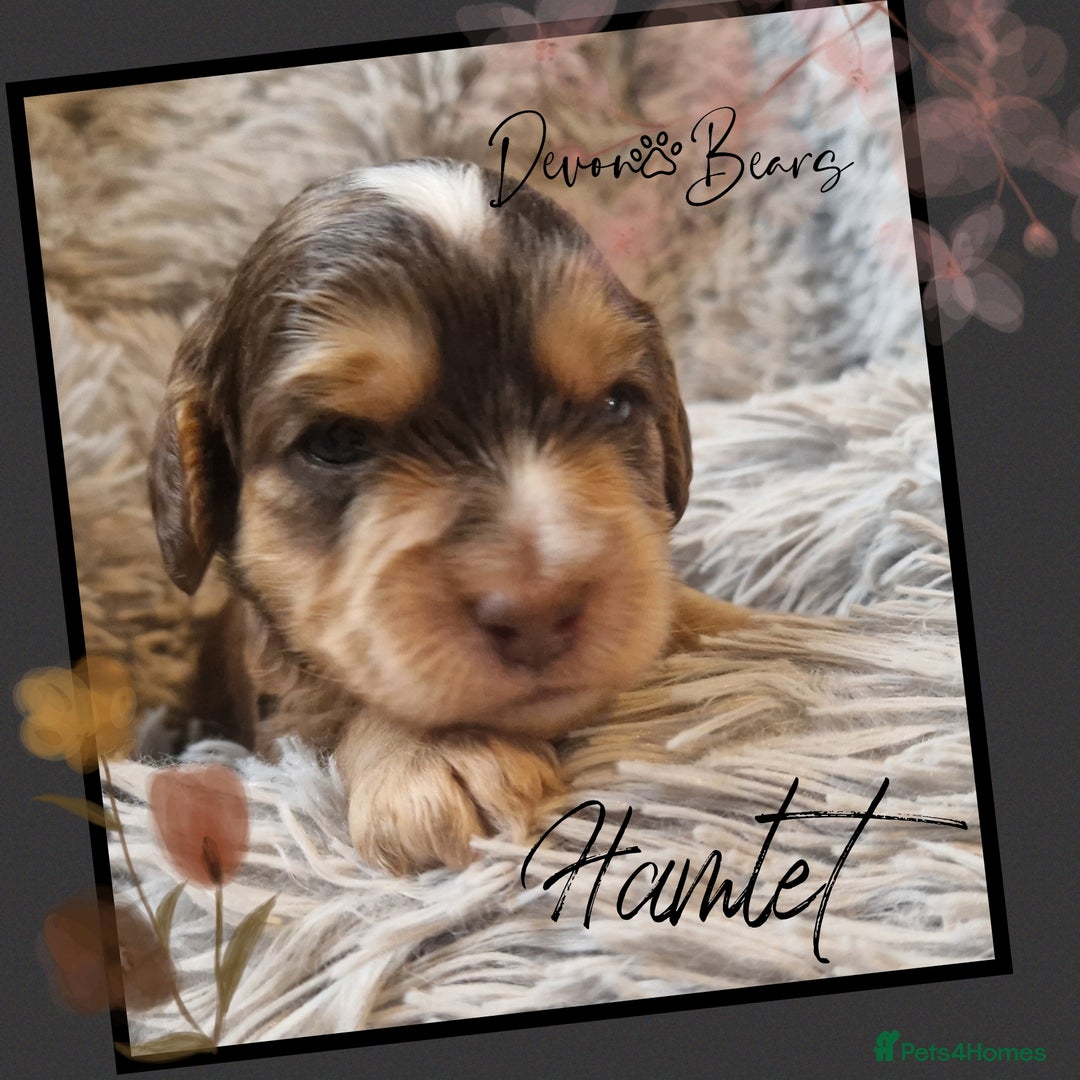 Cockapoo dogs for sale: 5*licenced, stunning F1 English Cockapoo puppies - Image 19